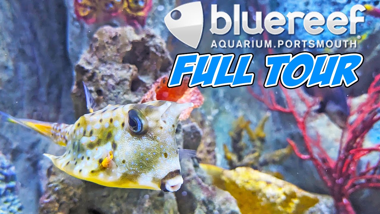 Blue Reef Aquarium Portsmouth Full Walkthrough (August 2023) [4K]