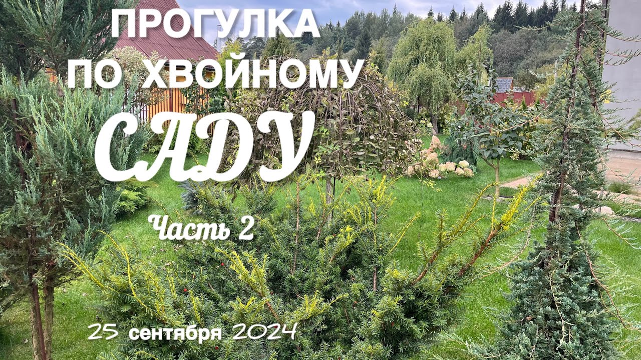 Не сажаю с расчетом на 30 лет) Прогулка по хвойному саду 25 сентября 2024.