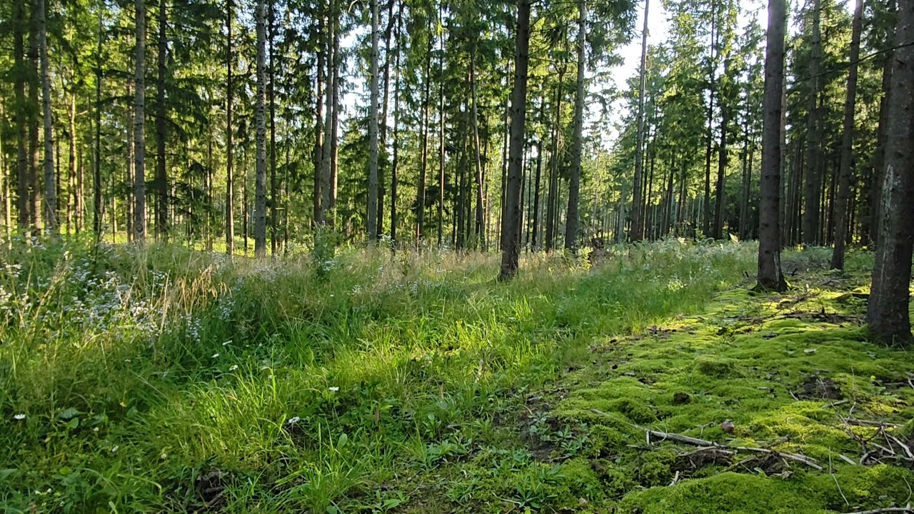 Moss, Spruces and Summer Birds &ndash; Light Opening in the Moraine Forest
