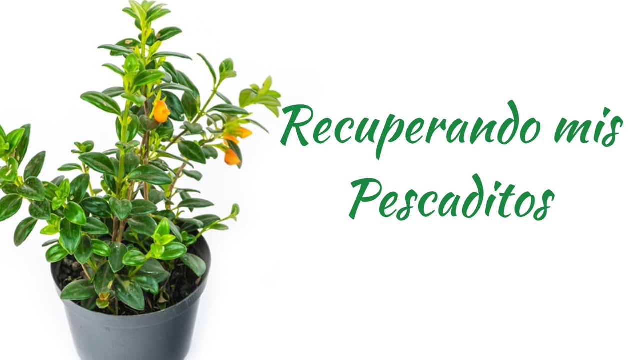 Recuperando mis plantas pescadito