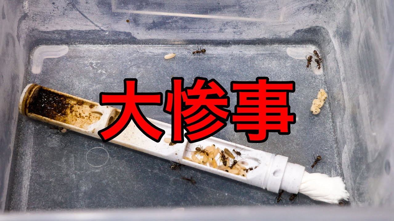 ハーベラーオオアリの引っ越しをしたらやっぱり大変でした