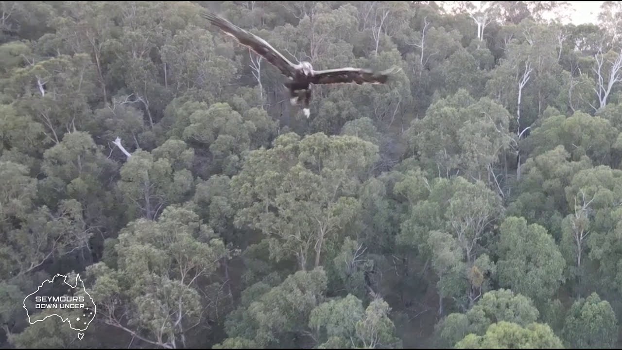 Wedgetailed Eagle drone attack close call