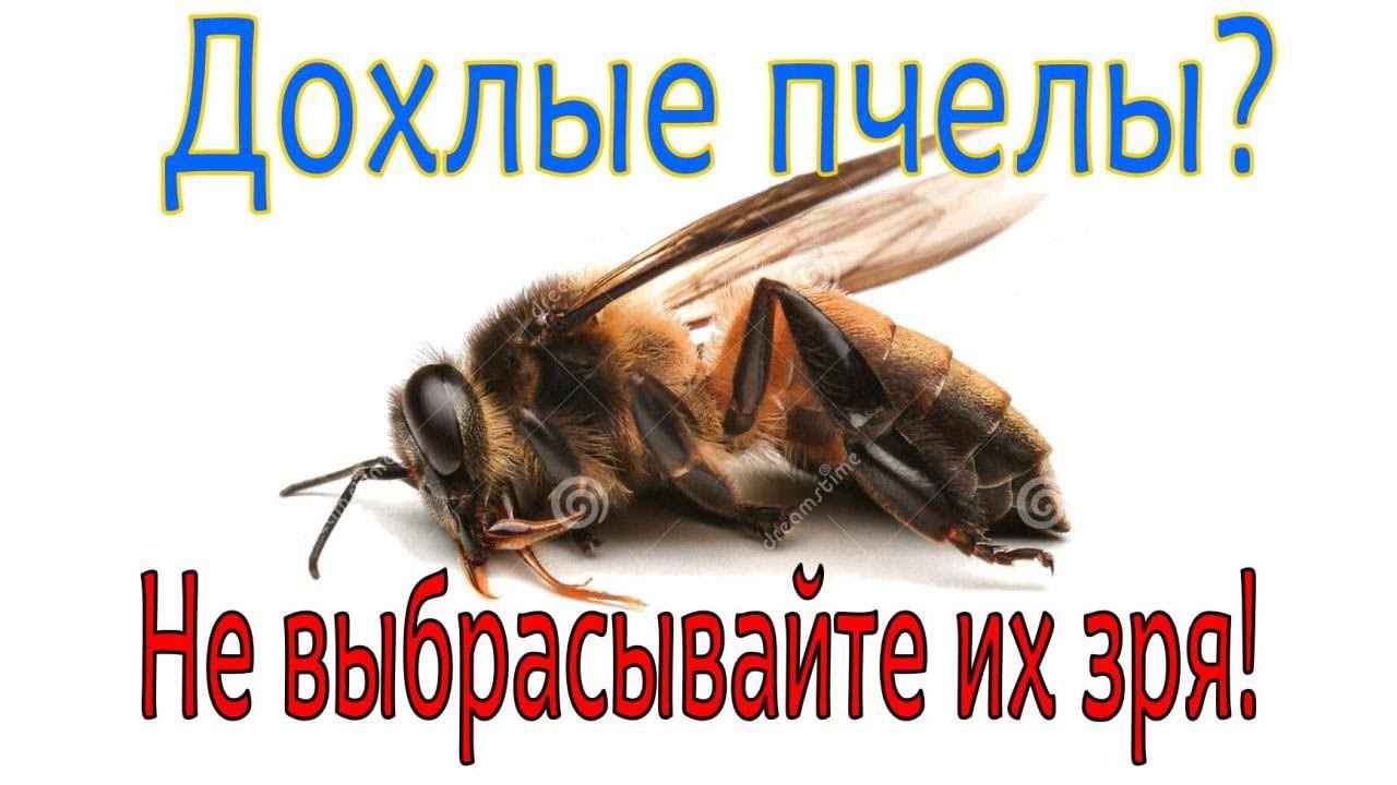 Пчелиный подмор: ценность и возможности, о которых вы не знали!   #пчелиныйподмор #хитин #хитозан