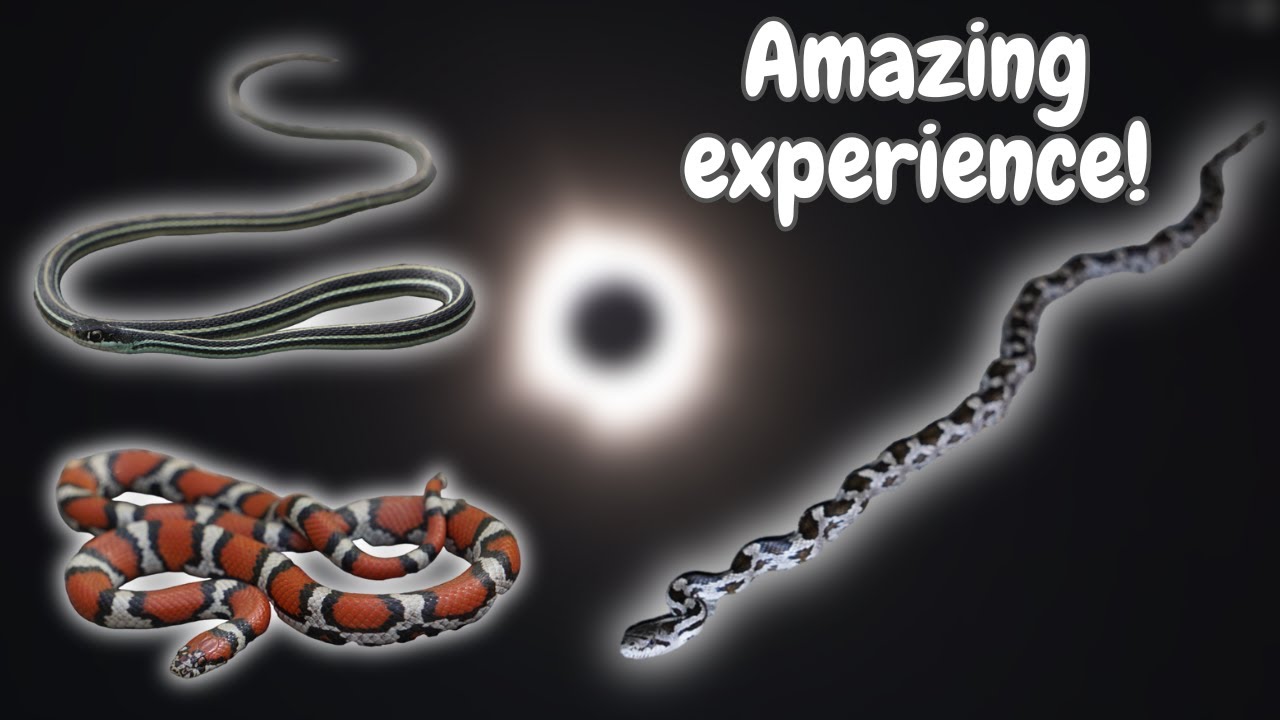Herping Road Trip to See the Solar Eclipse! Milksnakes, Ribbonsnakes and others!