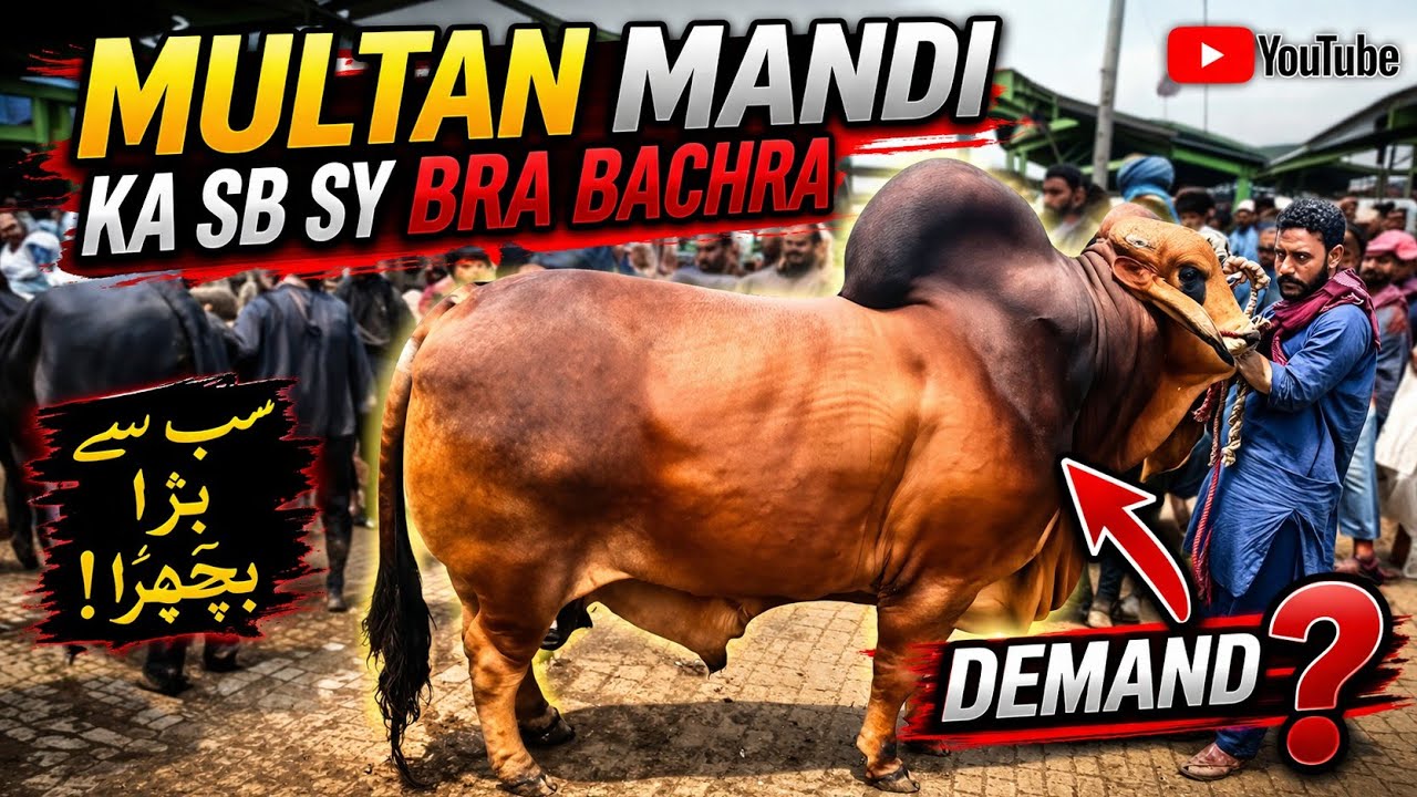 Multan Mandi Ka Biggest Animals || Multan cow Mandi ❤&zwj;🔥|| @MultanAnimalLovers 