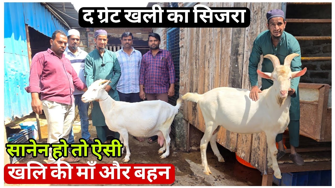 Top End Saanen Collection of Saad Goat farm | द ग्रेट खली का सिजरा | Aurangabad 