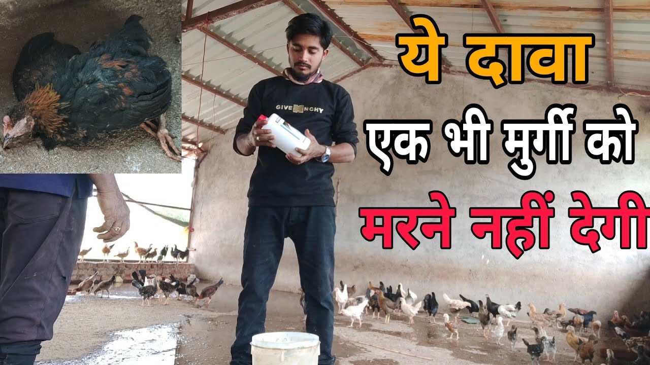 murgi ki bimari | murgi ko garmi me kaise bachaye | murgi  ki bimari ka ilaj #poultry