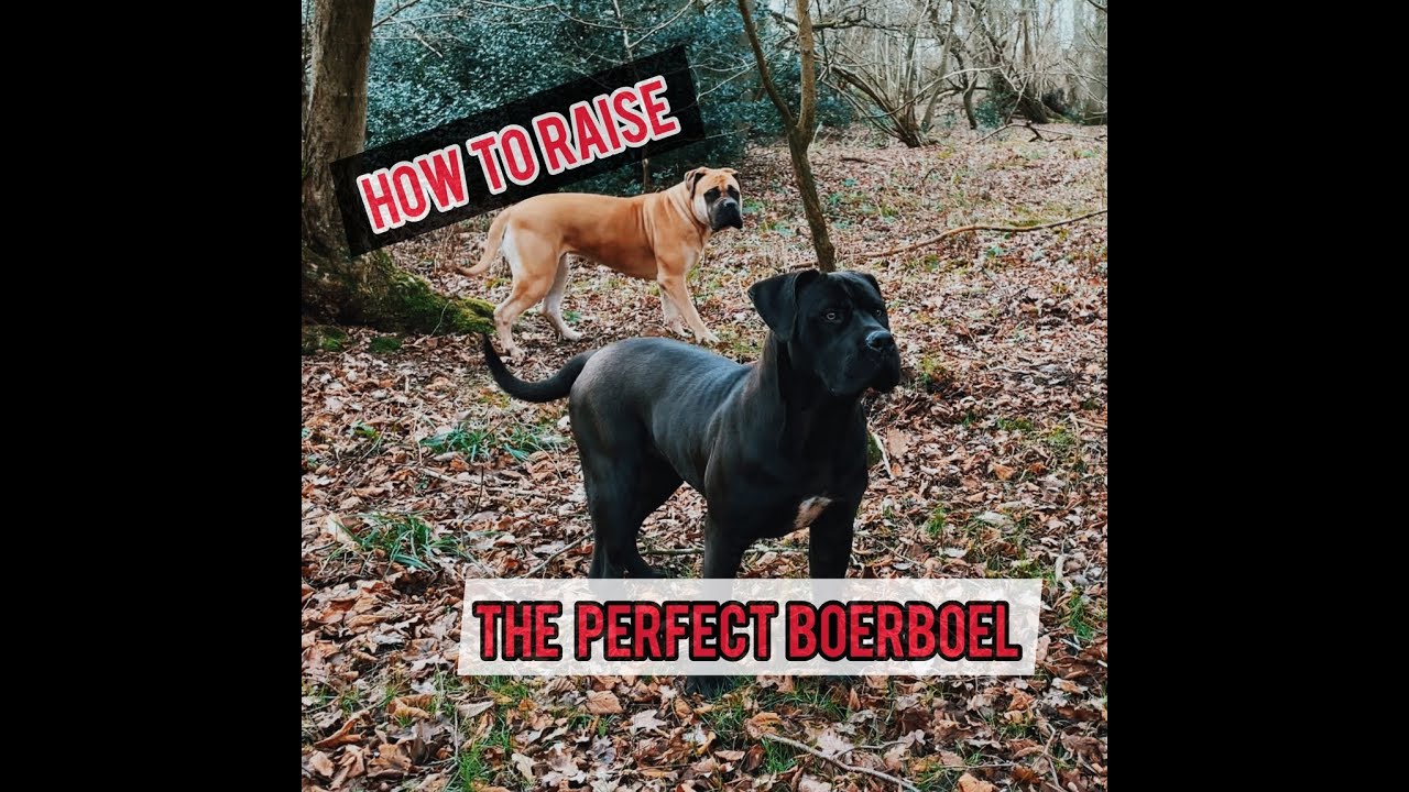 How To Raise The Perfect Boerboel #canecorso #southafricanboerboel #bullmastiff #pitbulldog #pup