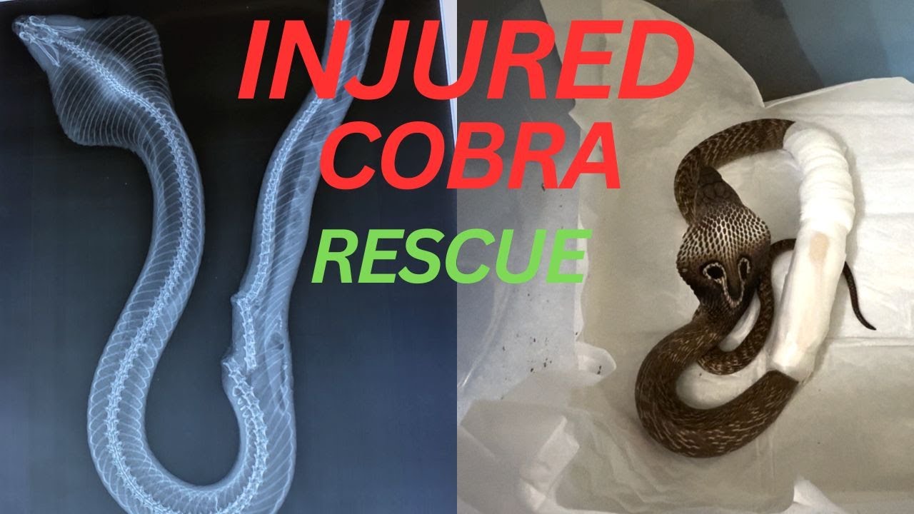 SNAKE RESCUE #290