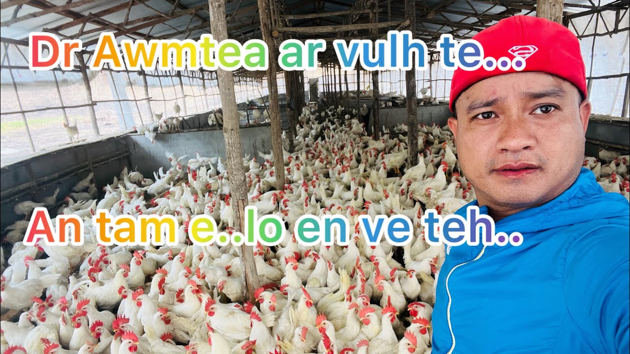 Dr Awmtea ar firm ka tlawh.. a nuam e..🐓🐓