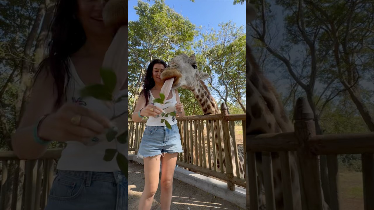 Girafe breakfast 🦒