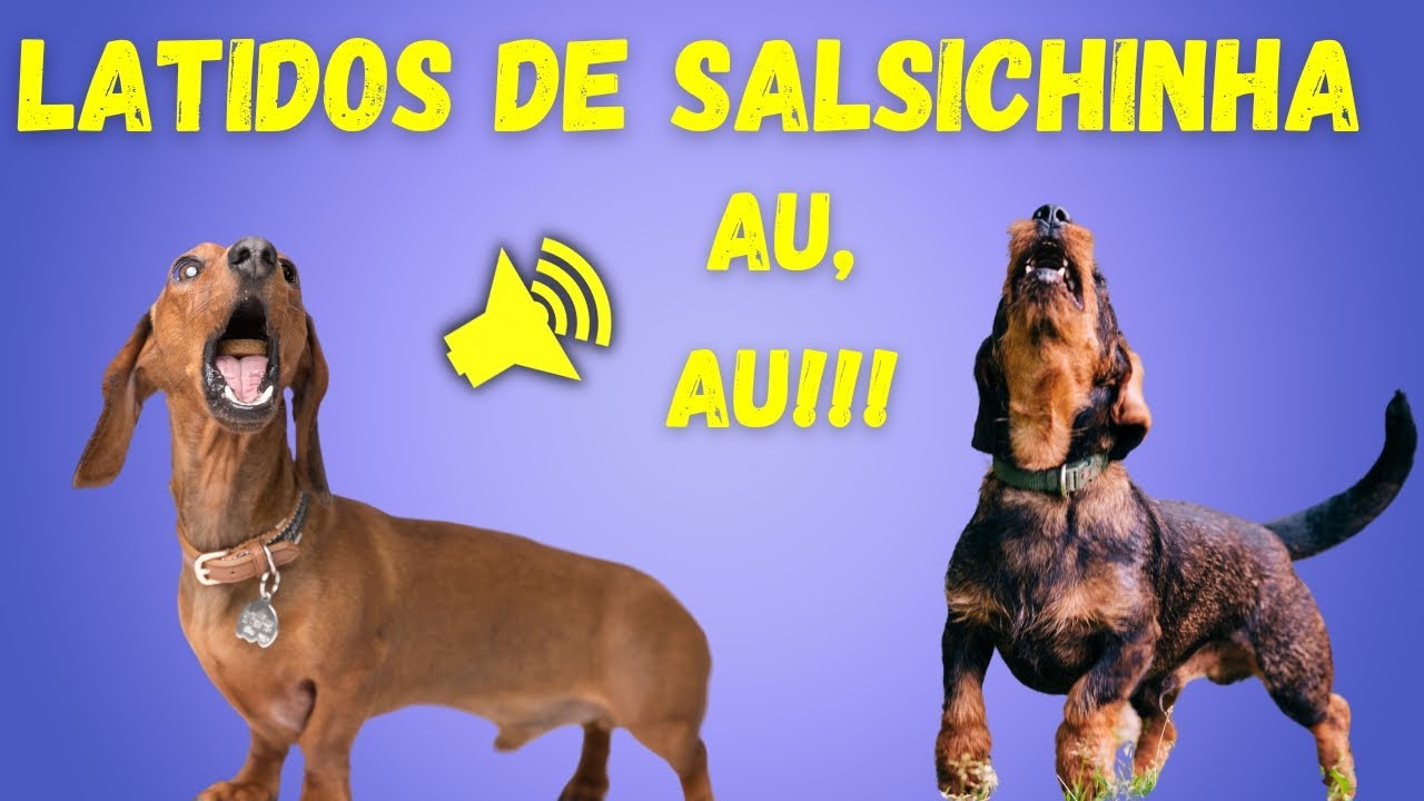 Latidos de Cachorro Dachshund &ndash; Som de Cachorro Salsicha Latindo