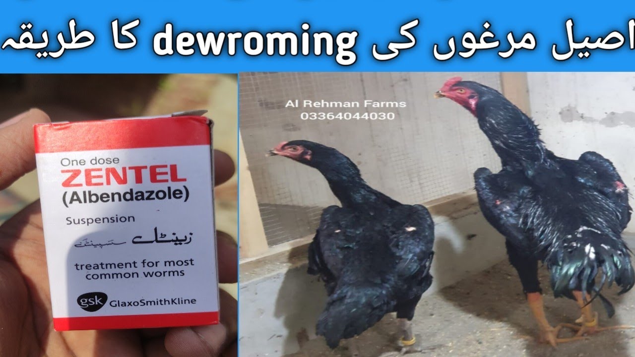 aseel deworming for fast growth /100% result