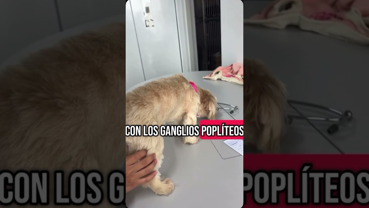 Examen clínico animales menores