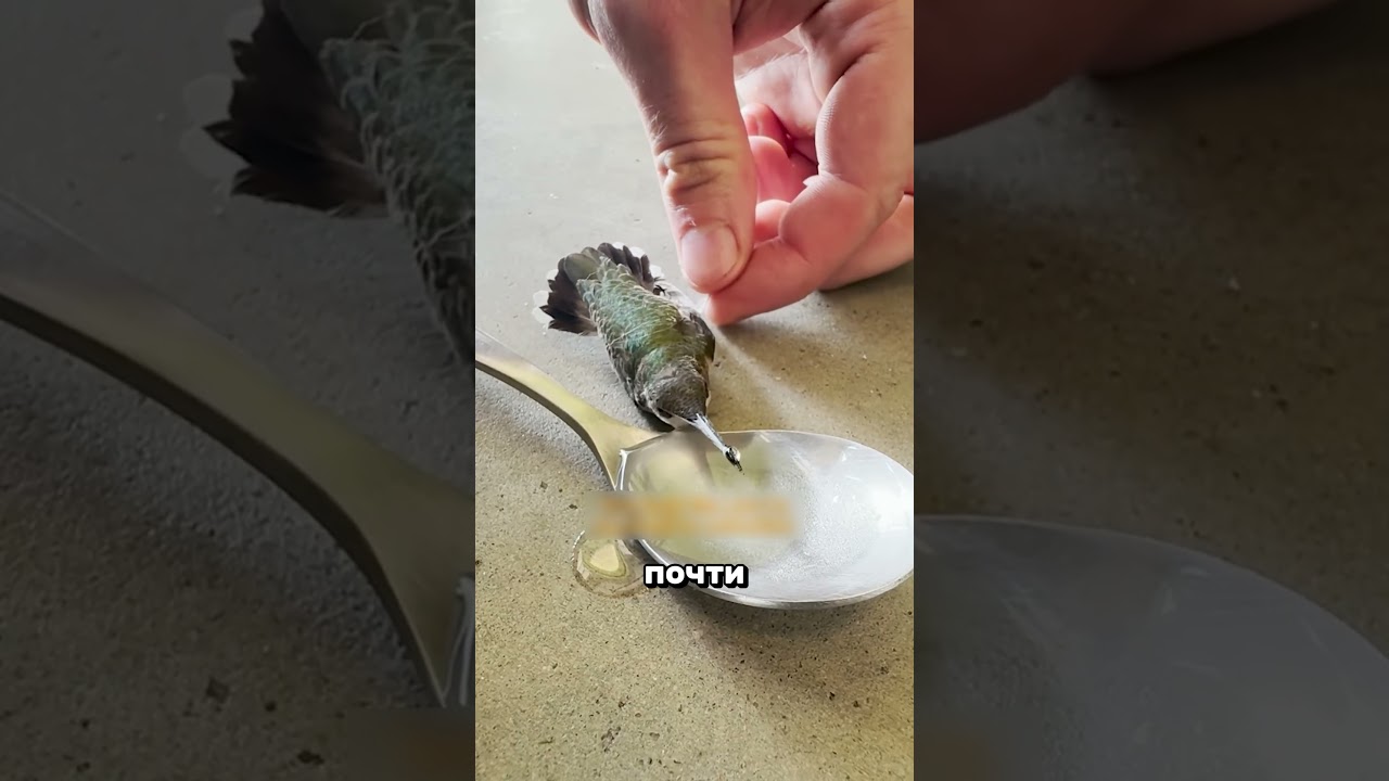 🕊️ МУЖЧИНА СПАС БЕДНОГО КОЛИБРИ 🐦