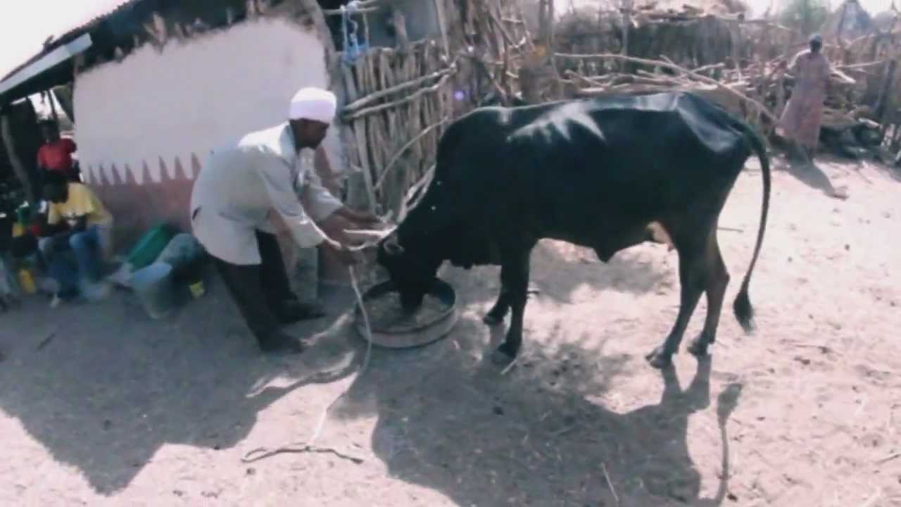 Milk in Rawiyan, (Humera) Ethiopia