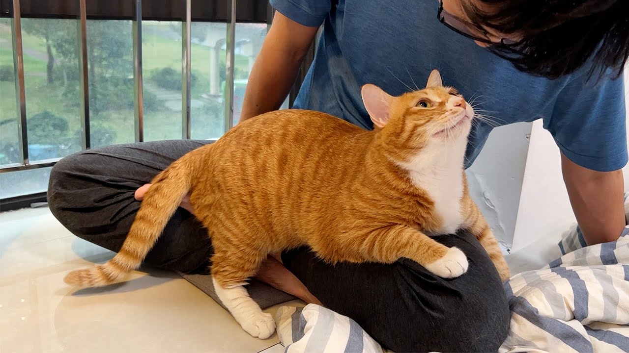 它好会撒娇就喜欢粘着我们，有猫如此，夫复何求