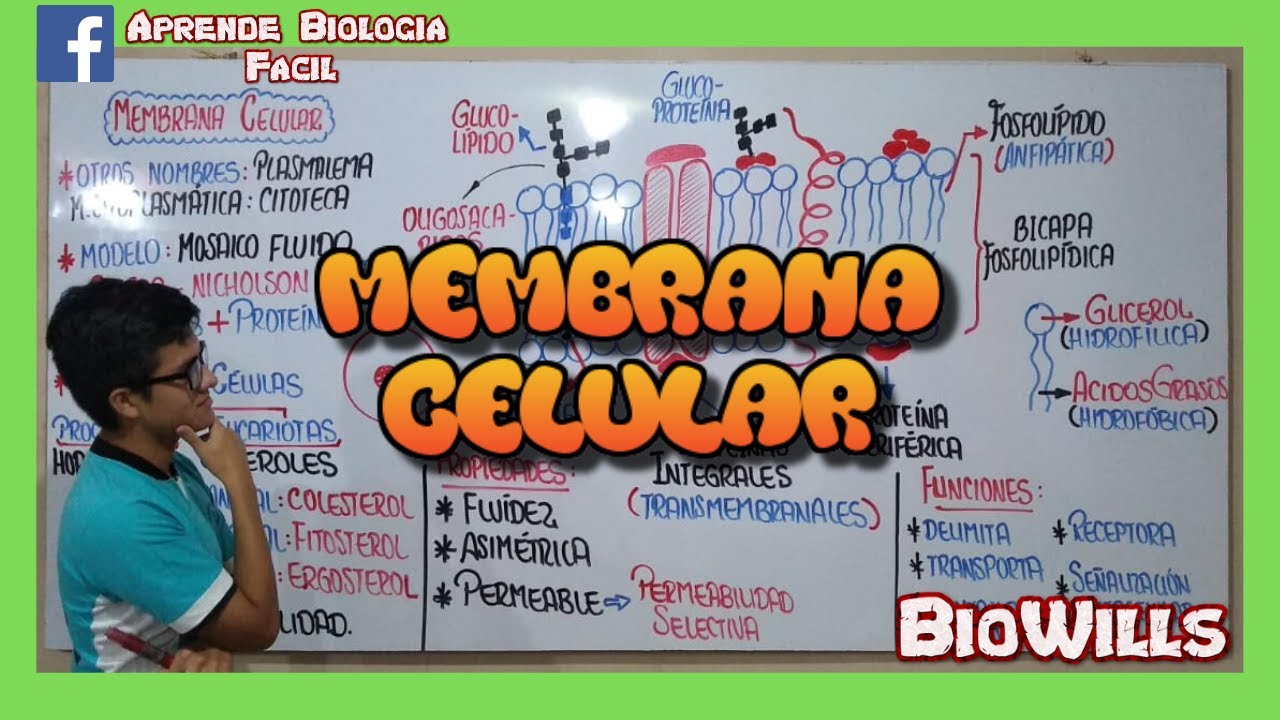 LA MEMBRANA CELULAR - Estructura y Funci&oacute;n
