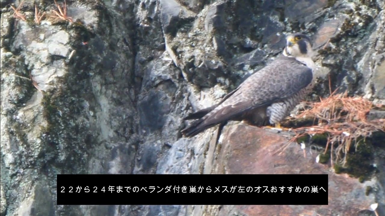 ２０２６０２１０　今年はここで営巣しよか？しらんけど