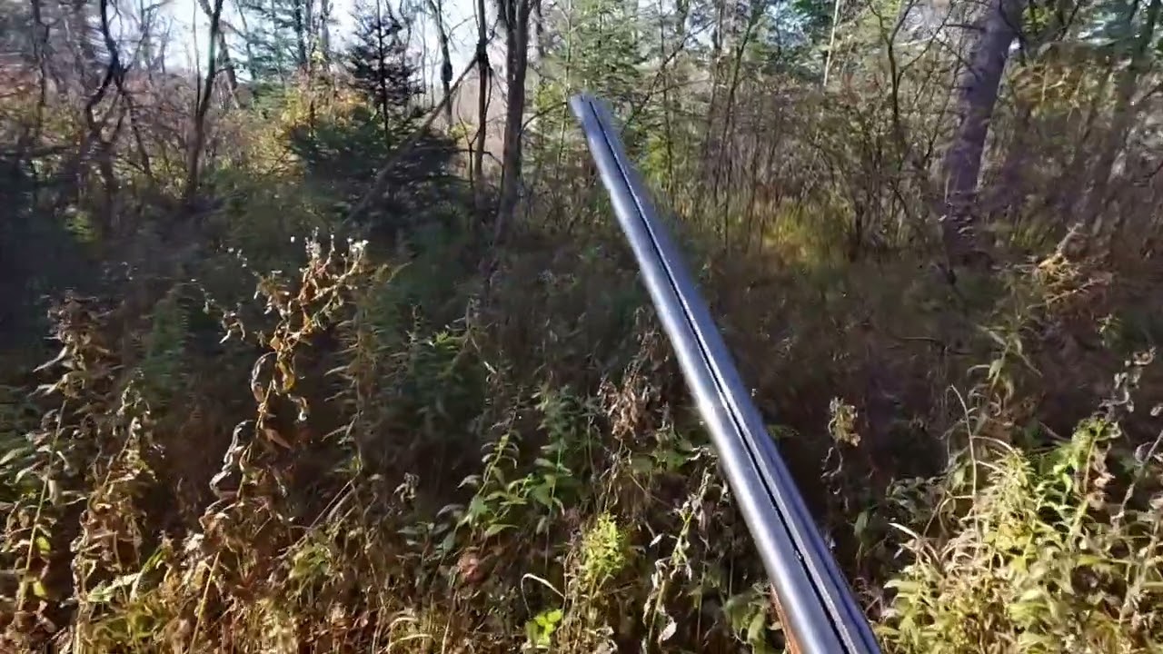 Hunting Woodcock in Maine with Kleiner M&uuml;nsterl&auml;nder (Small Munsterlander) Pointer