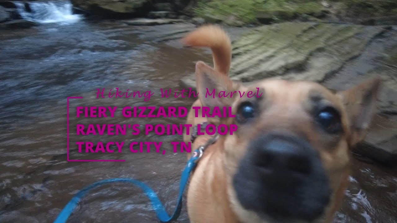 One of Tennessee's Toughest Trails - The Fiery Gizzard Trail - Hiking With Marvel