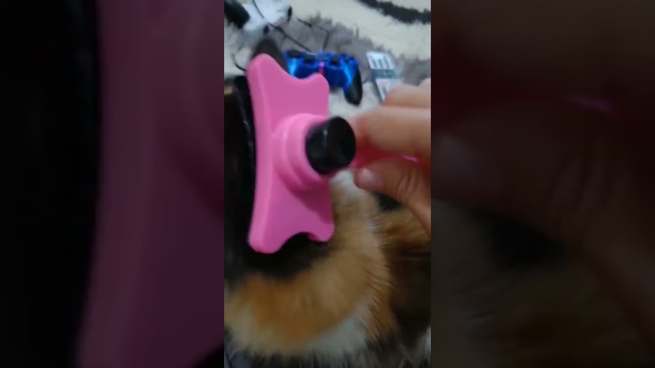 mengobati anak kucing yg sakit mata dengan Trixin, 1 hari pengobatan langsung sembuh