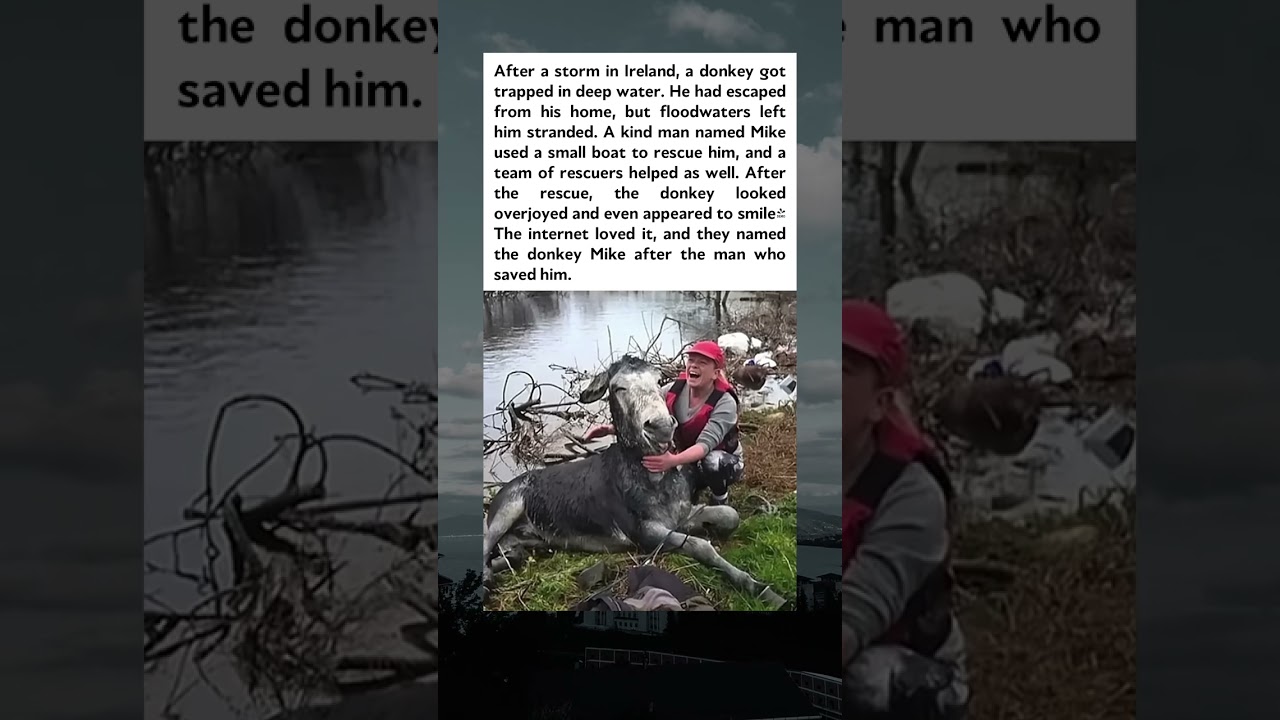 A Donkey's Rescue in Ireland: The Moment of Pure Joy