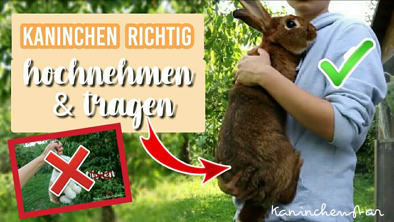 Kaninchen richtig HOCHNEHMEN & TRAGEN - So geht's ✔🐰 | Kaninchenstar