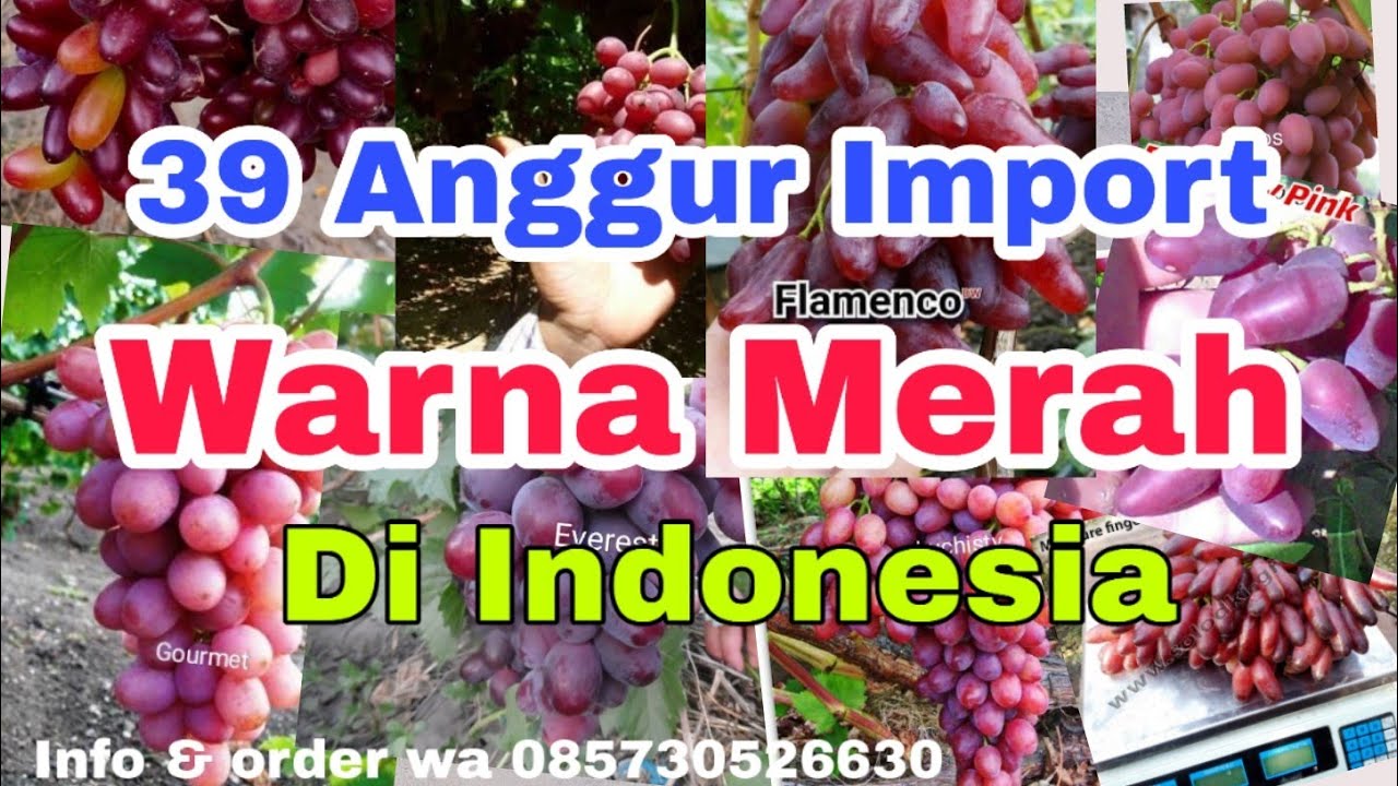 Jenis Anggur Import Warna Merah