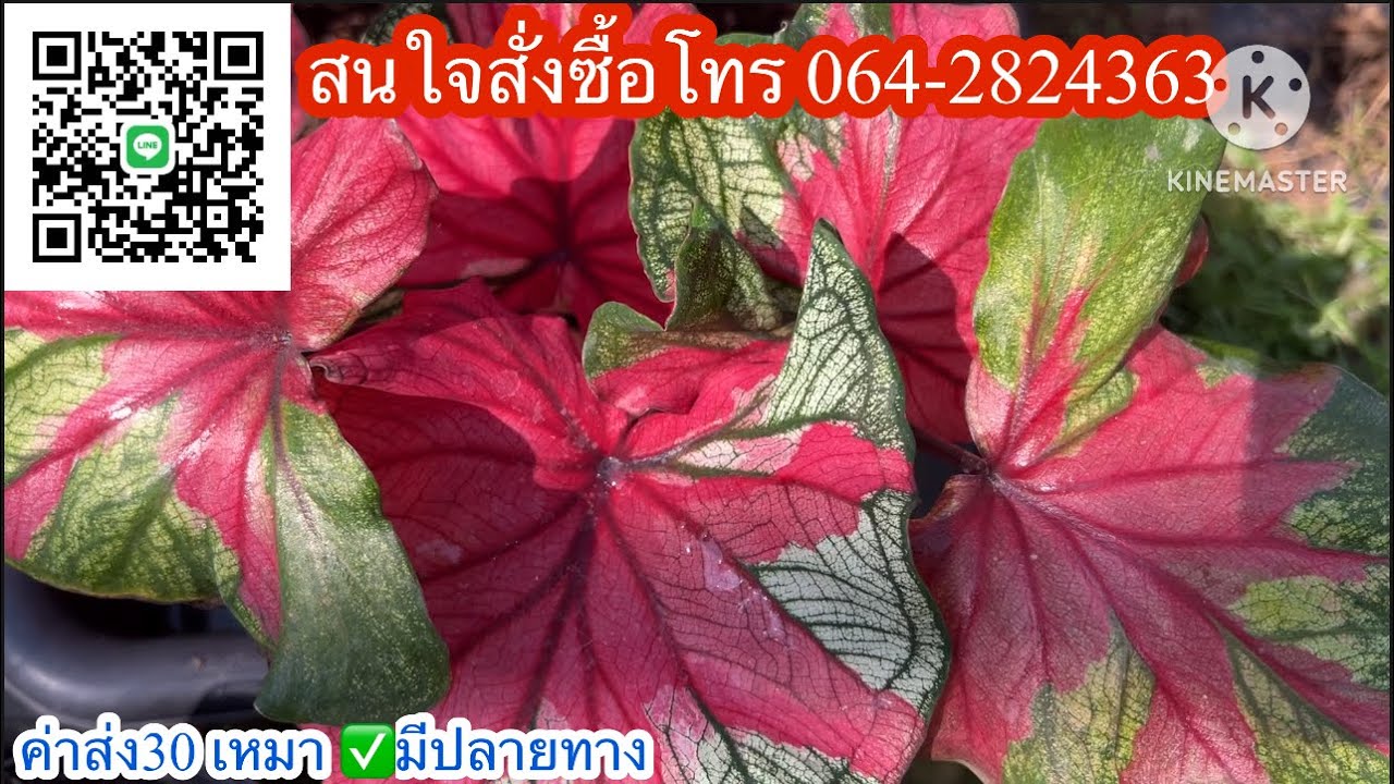 Эпизод 1261 ❤️Прекрасные каладиумы уже здесь! ☎️Звоните по номеру 064-2824363