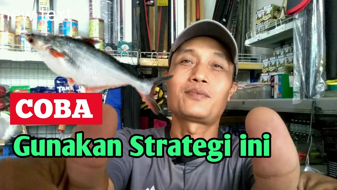 Strategi Menggunakan Umpan Patin Kolam Harian