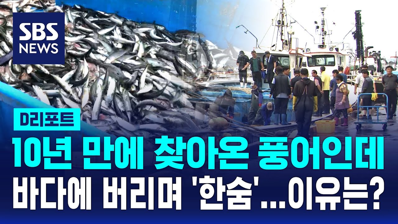 10년 만에 풍어 찾아왔지만&hellip;헐값에도 안 팔려 '한숨' / SBS / #D리포트