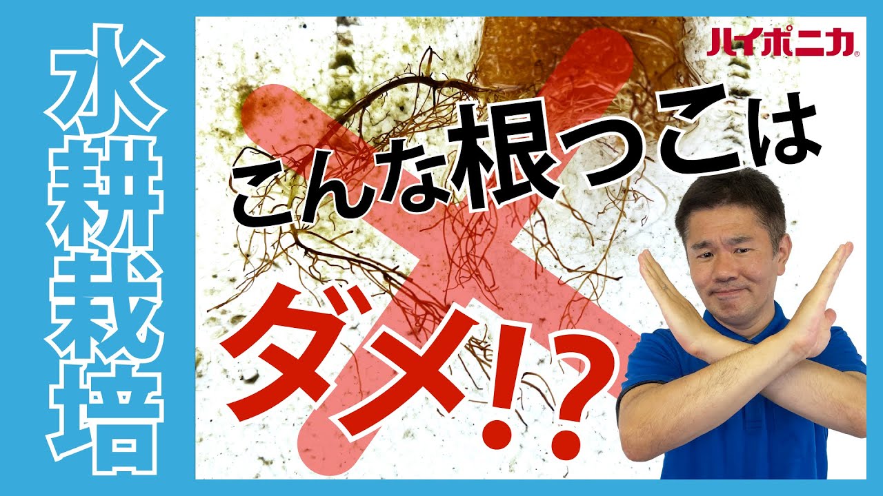 【初心者向け】水耕栽培の根っこ【ハイポニカ】