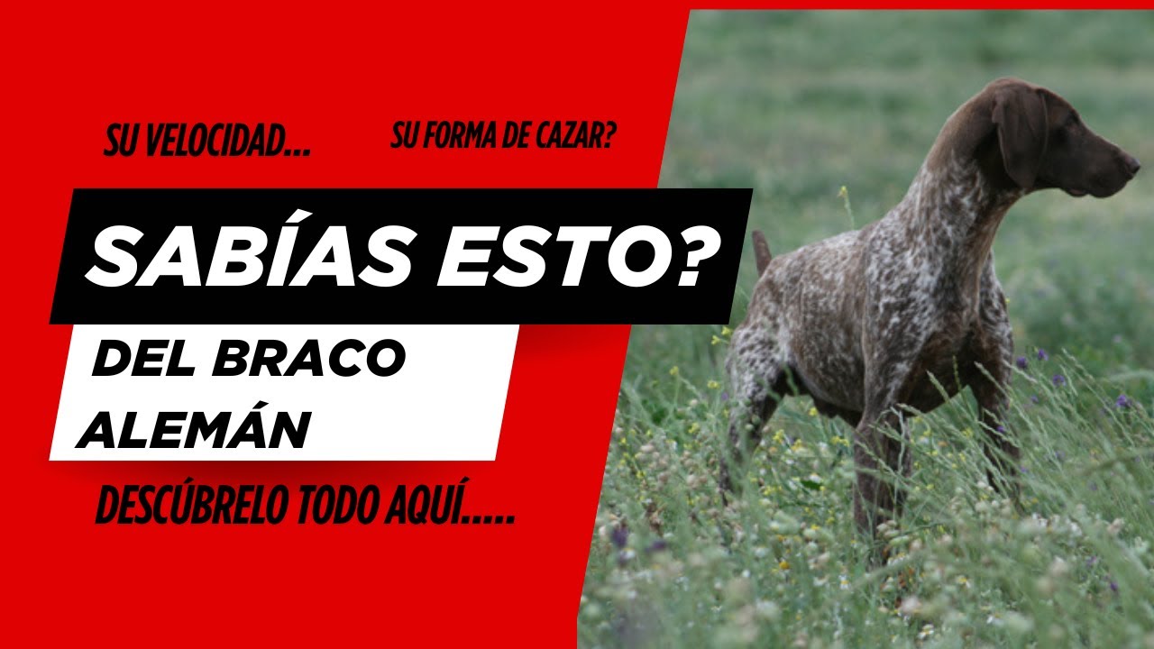 Braco Alemán: Su forma de cazar te sorprenderá🐕🏹