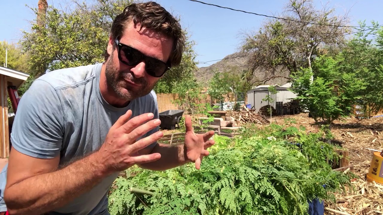 Intensive Moringa Harvest Part1 - Ep210