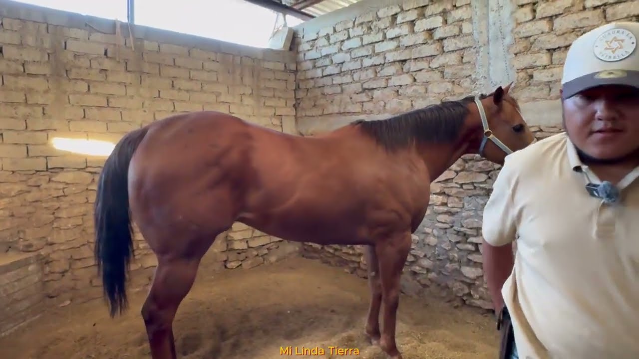EL CHULO GANO 32 CARRERAS Y NOS DIO FAMA EN LA CUADRA SAN ISIDRO DE TETILLAS RIO GRANDE ZAC