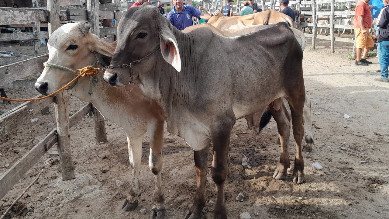 Feira do Gado Surubim Pernambuco,realizada todas as sextas,às 5hrs da manhã. 27/02/2026