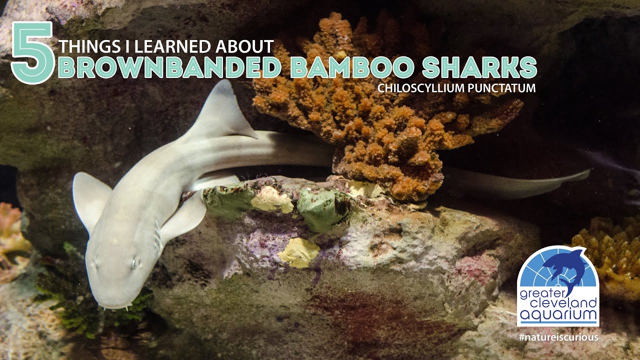5 Things I Learned About Brownbanded Bamboo Sharks