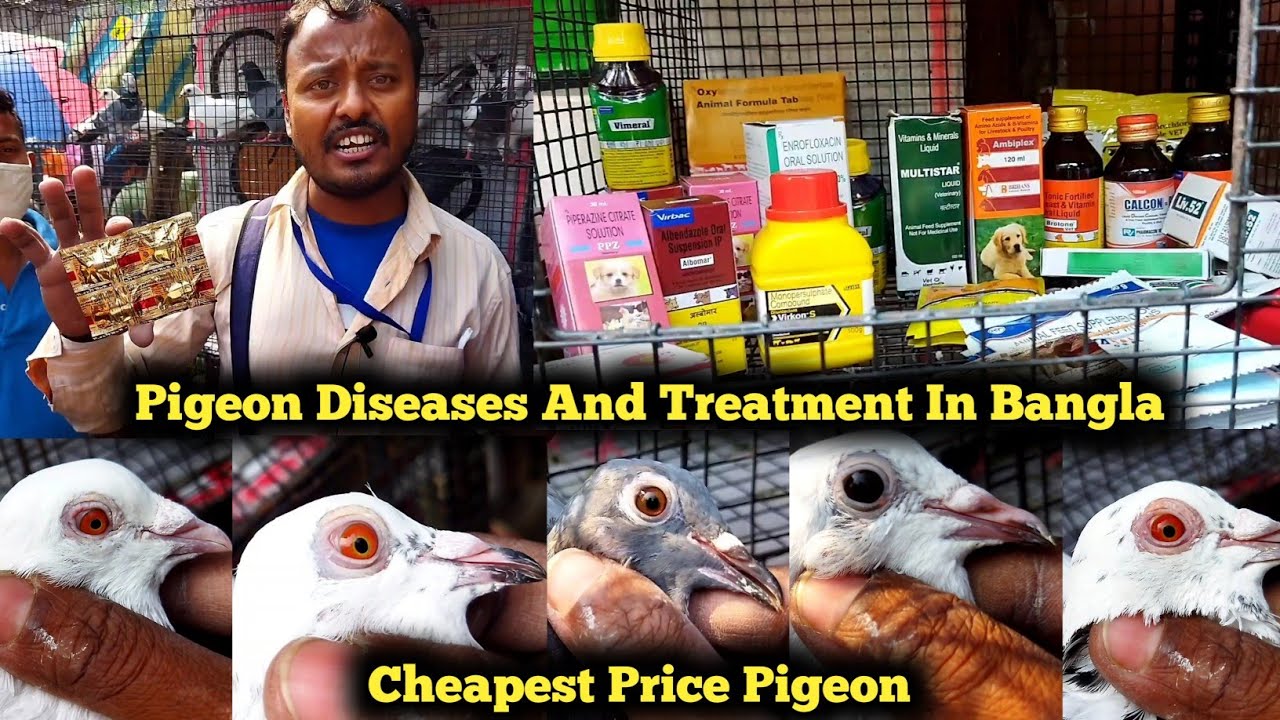 Pigeon Diseases And Treatment In Bangla | Basic Medicine | Cheapest Price Pigeon | Health Tips | Pox