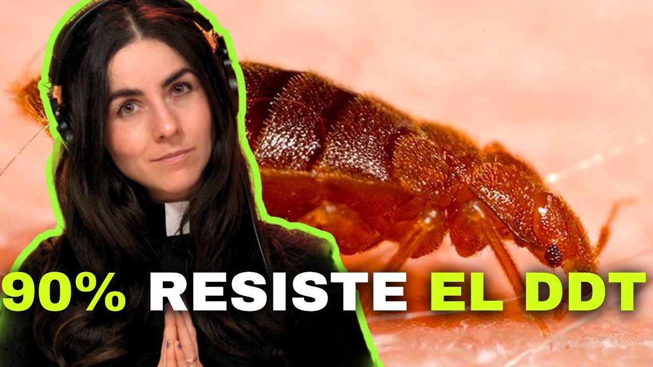 CHICHES!! y la supervivencia del más apto - CIENCIA SIMPLIFICADA #7
