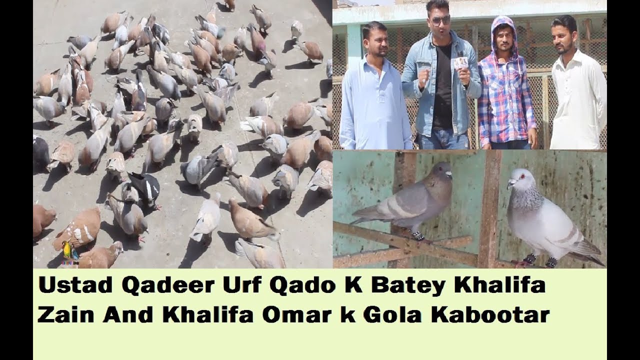 USTAD QADEER ki Chaht and Unkey Gola Pigeons in Karachi Pakistan - Part 1