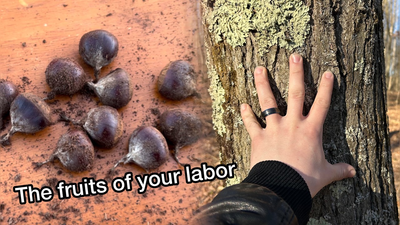 American Chestnut Restoration: Fridge Stratification and Mold Check