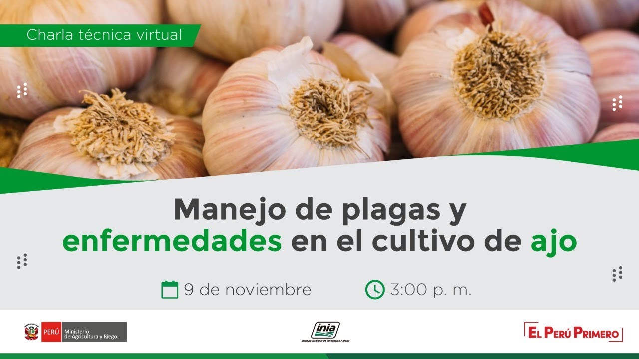 Manejo de plagas y enfermedades en el cultivo de ajo