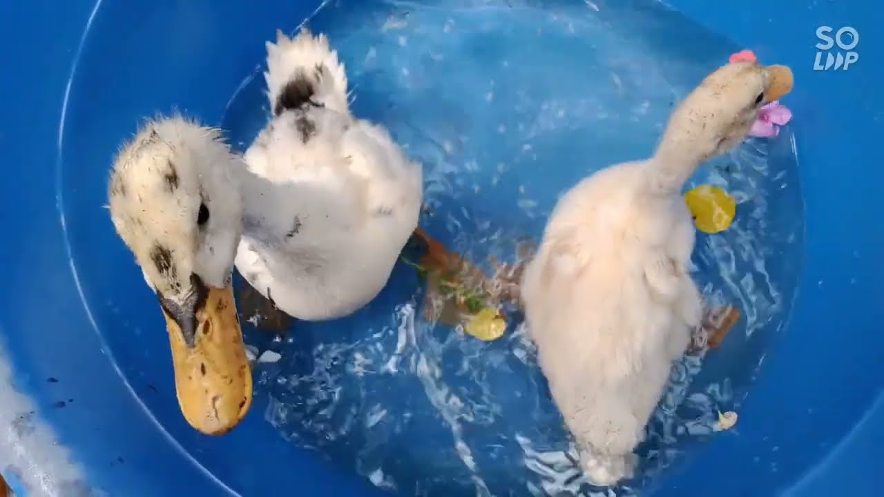OMG 😱😳 my baby duck swimming 🦆. ❤️ Duck Society 🤭😅