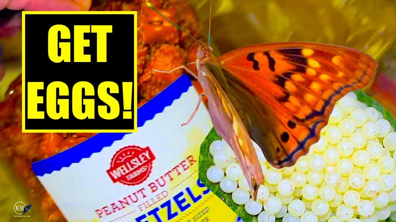 BUTTERFLY DELIVERY ROOM!  USING A PRETZEL JAR TO BREED BUTTERFLIES   GETTING EGGS PART 3