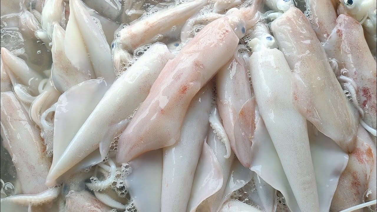 Fishing for 4 Nights, Musapak Sells Squid for 700k Rupiah - Nelayan Story Vlog