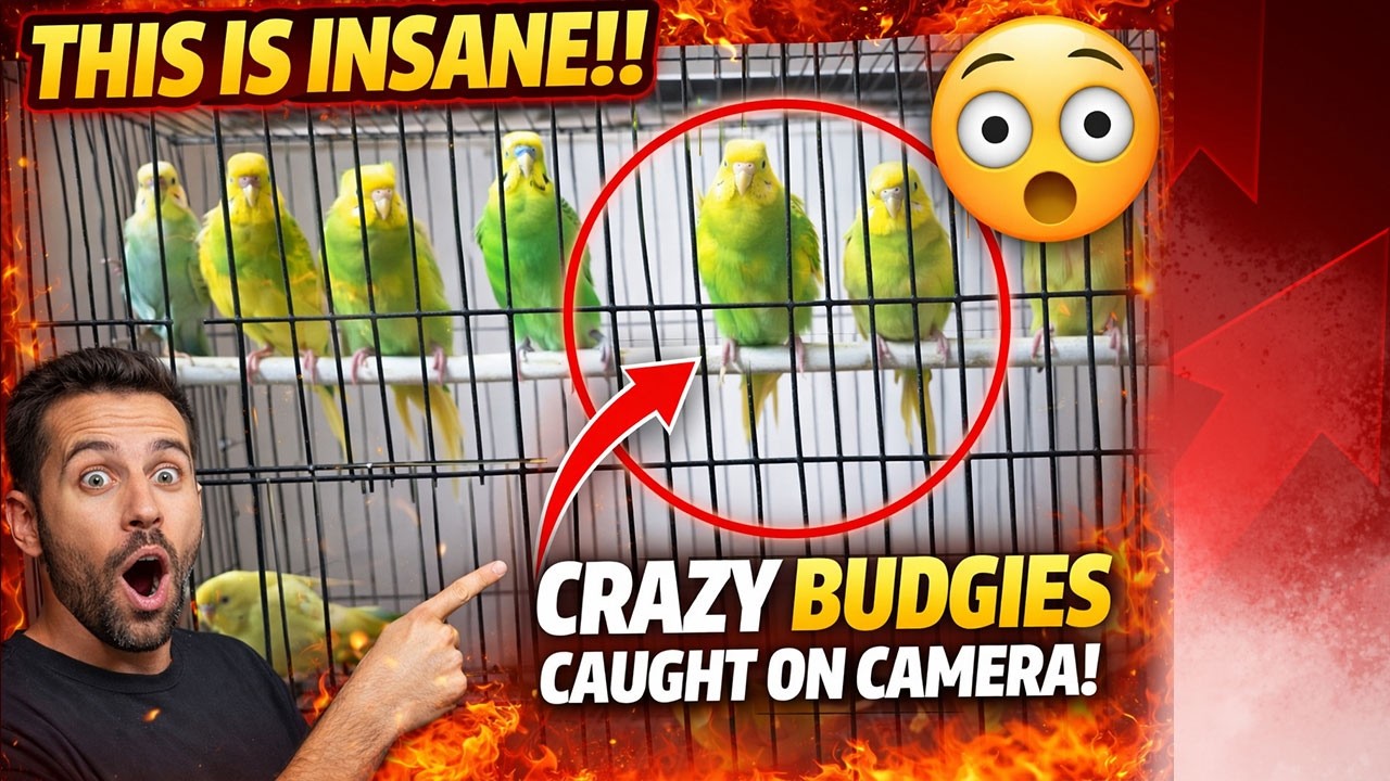 INSANE Budgies Caught on Camera 😱 | Crazy Budgie Behavior You Won&rsquo;t Believe!