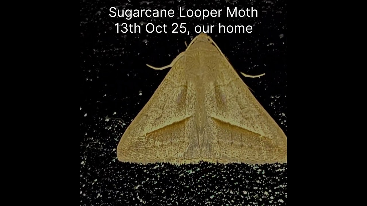 Sugarcane Looper Moth In My Room 