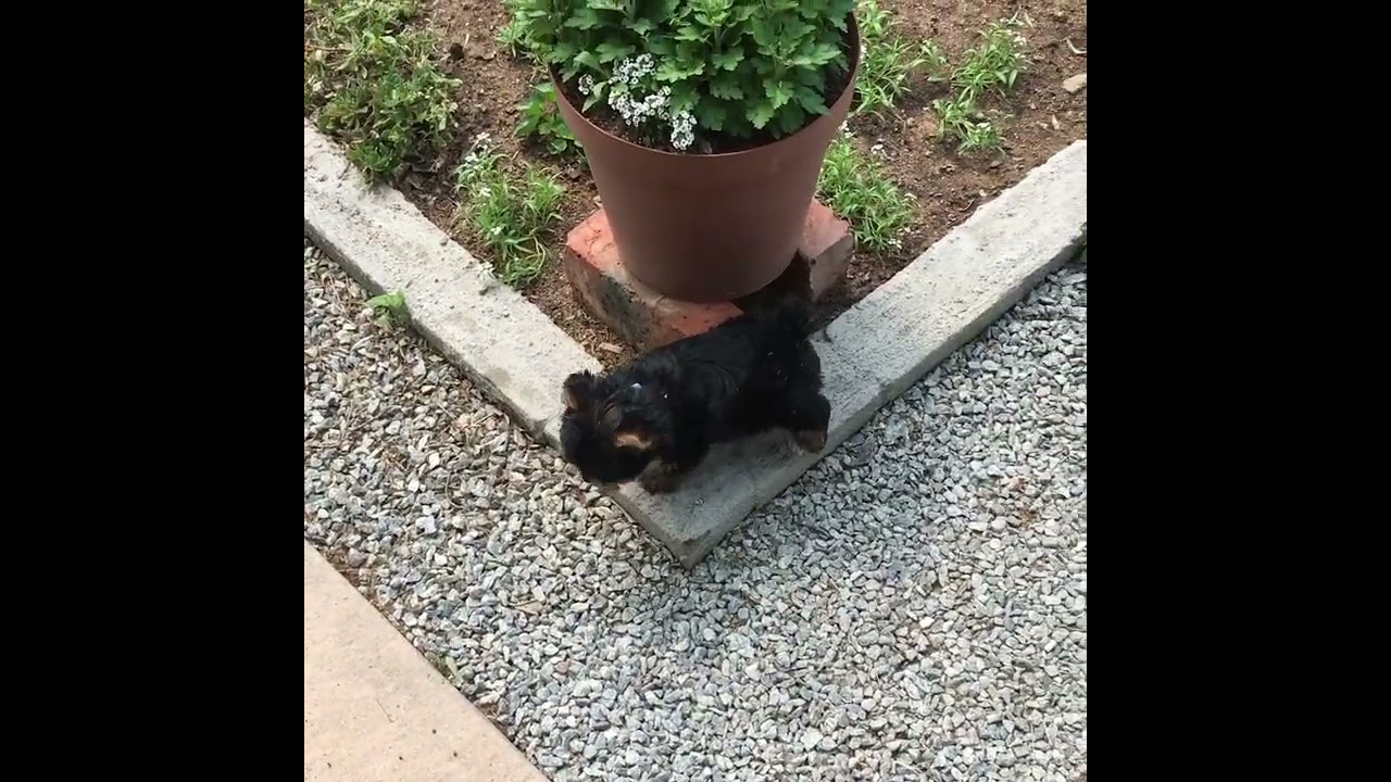 Gizmo exploring the garden