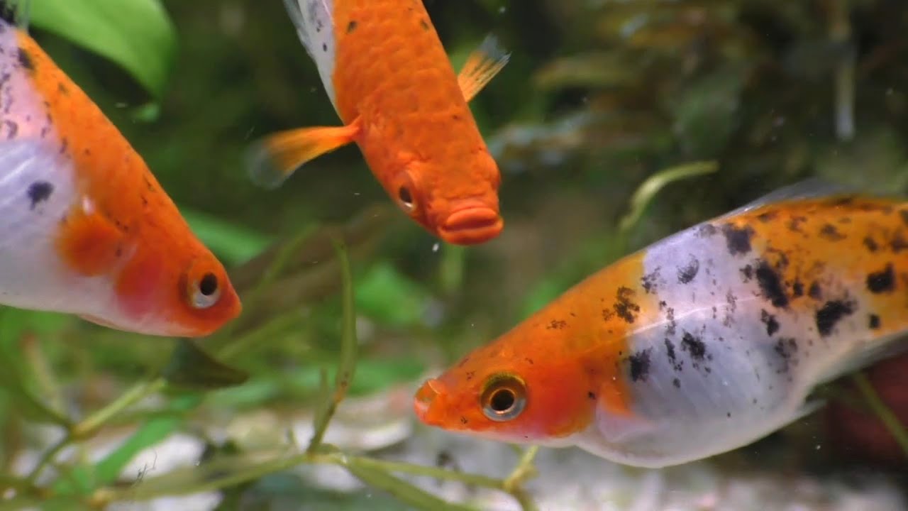 The Sanke Koi Swordtail / A Miniature Koi